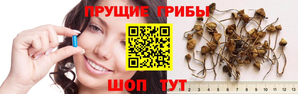 Псилоцибиновые грибы Psilocybe Ачинск